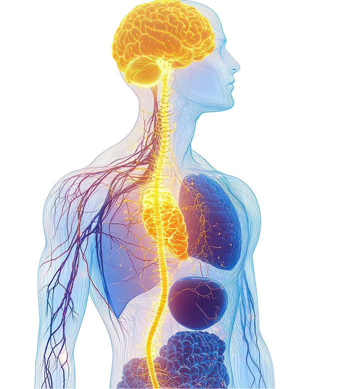 Vagus nerve pathway illustration